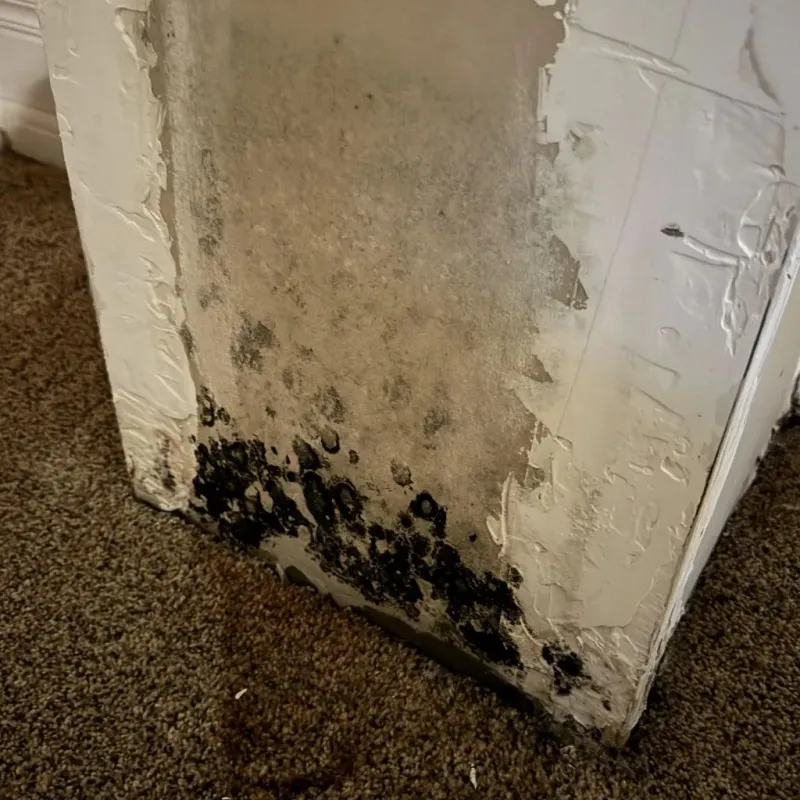 Professional Mold Removal in Wadsworth, IL